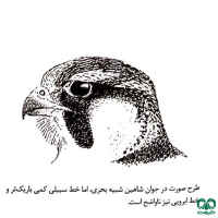 گونه شاهين Barbary Falcon